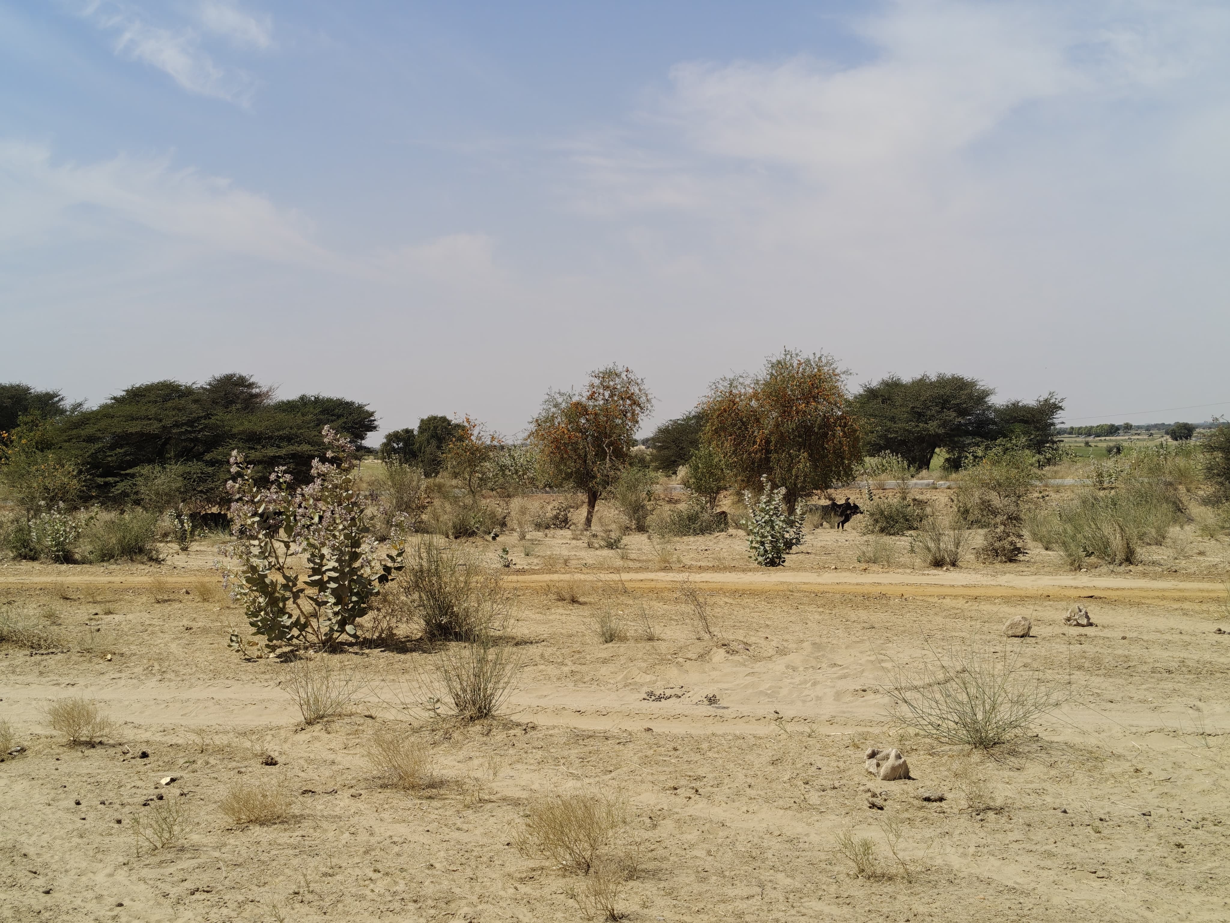 Compensatory Afforestation